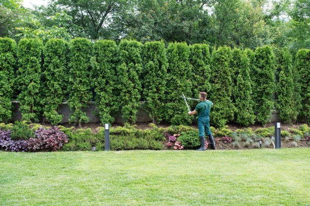 Best Hedge Trimming  in Lincoln Park, MI