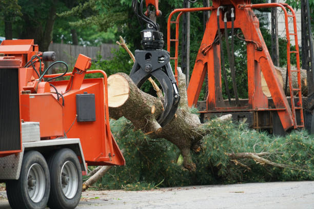 Best Tree Trimming and Pruning  in Lincoln Park, MI